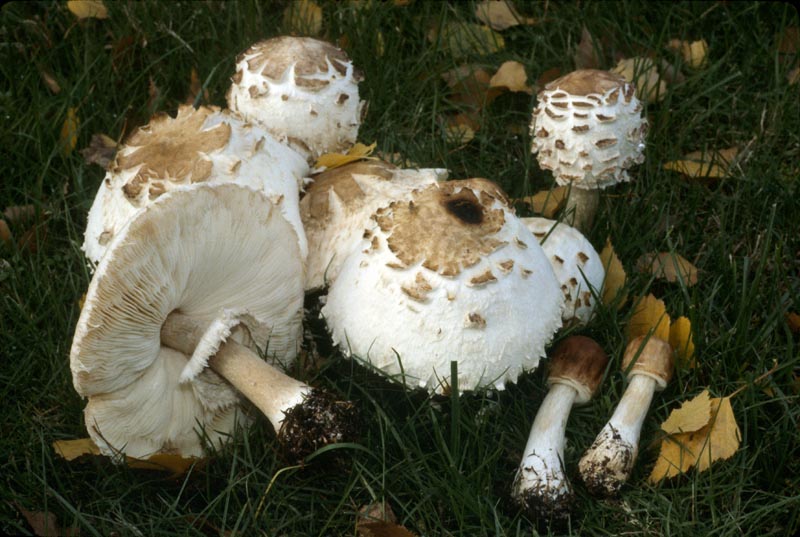 Chlorophyllum rachodes